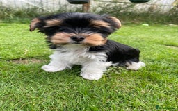 Yorkshire Terrier dogs for sale: York puppies for sale - Image 6