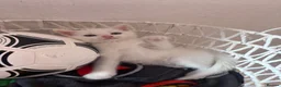 Turkish Angora cats for sale: Beautiful Tr anorgas for sale - Advert 12