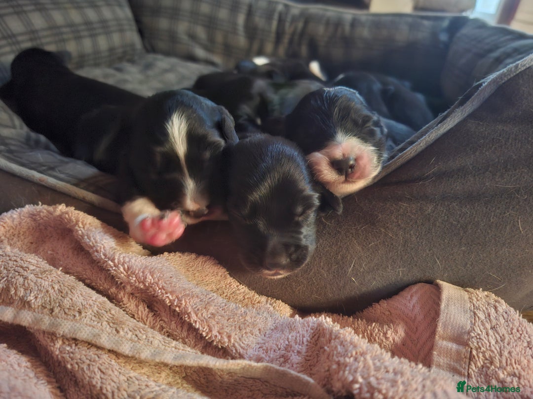 Mixed Breed dogs for sale: Beautiful Puppies. Girls & Boys. Spaniel x Collie - Advert 6