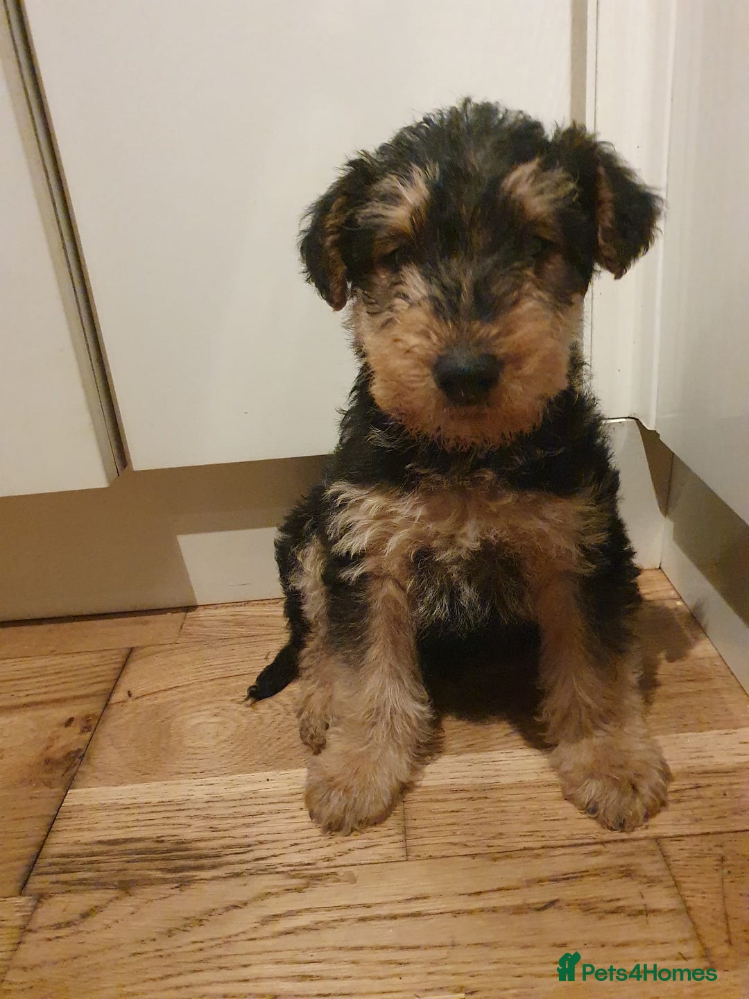 Airedale Terrier dogs for sale: Airedale pup for sale - Image 2