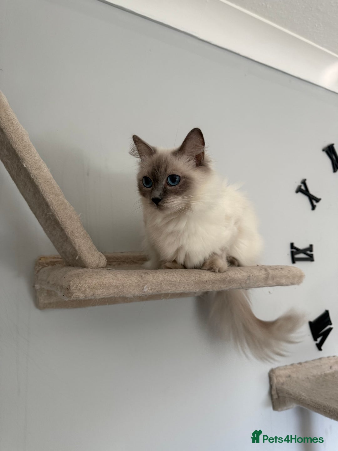 Ragdoll cats for sale: Ragdoll - Advert 1