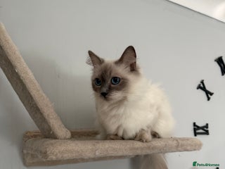 Ragdoll cats Ragdoll - Advert 2