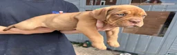 Mixed Breed dogs for sale: OLDE STAFF ENGLISH BULLDOGGE - Advert 16
