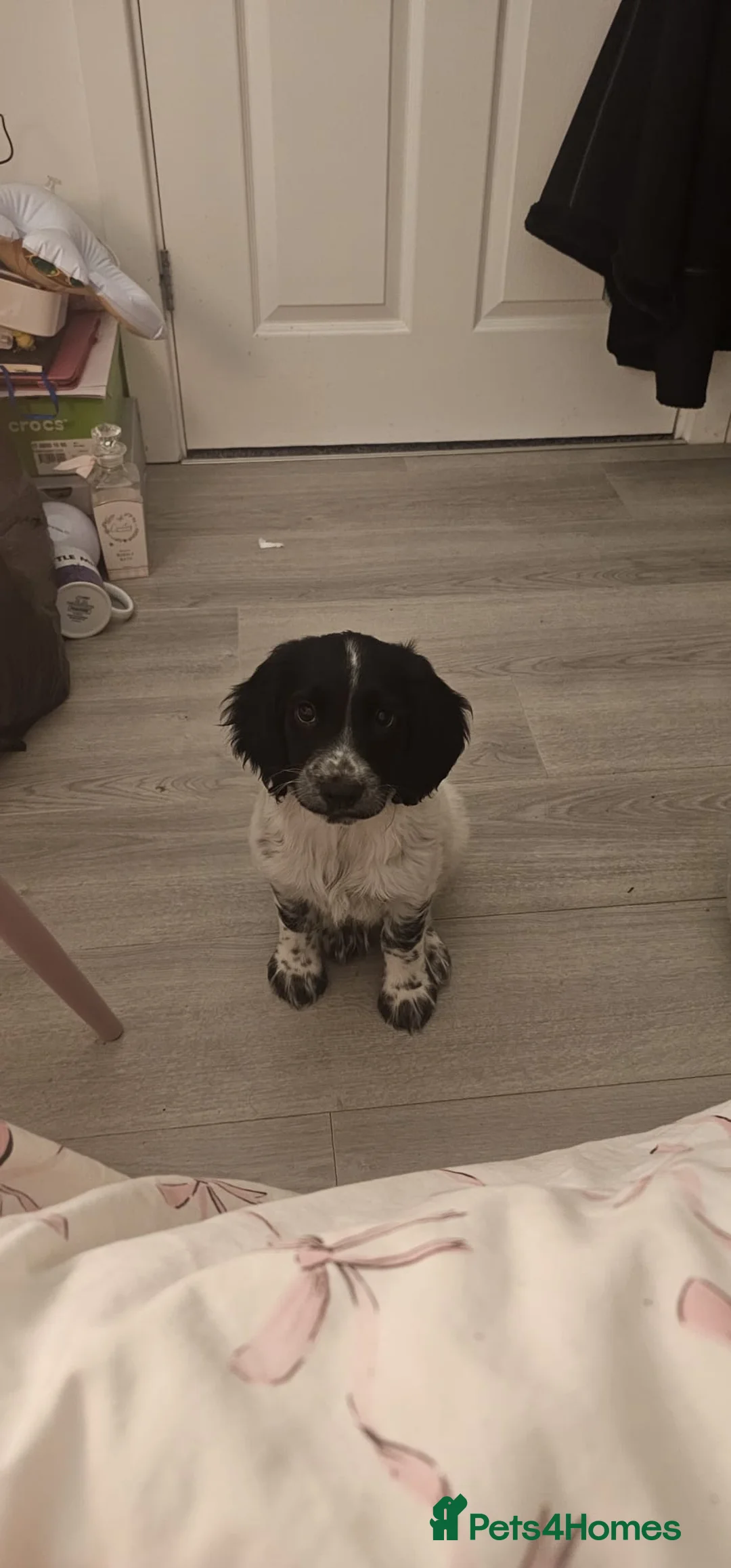 English Springer Spaniel dogs for sale: Sprocker spaniel  - Advert 3