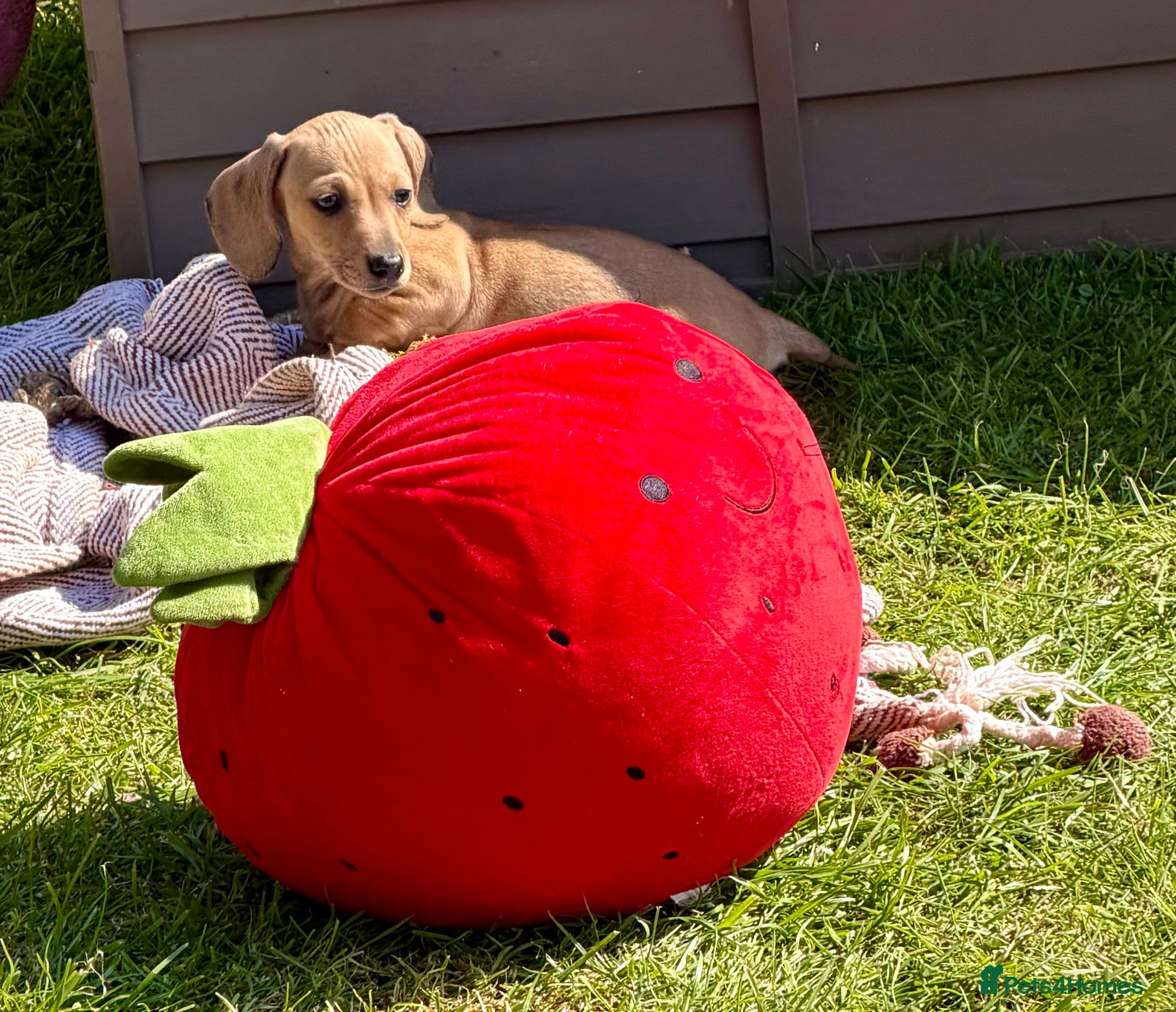Dachshund dogs Home reared KC reg mini dachshund puppies  - Advert 2