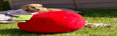 Dachshund Puppy 6