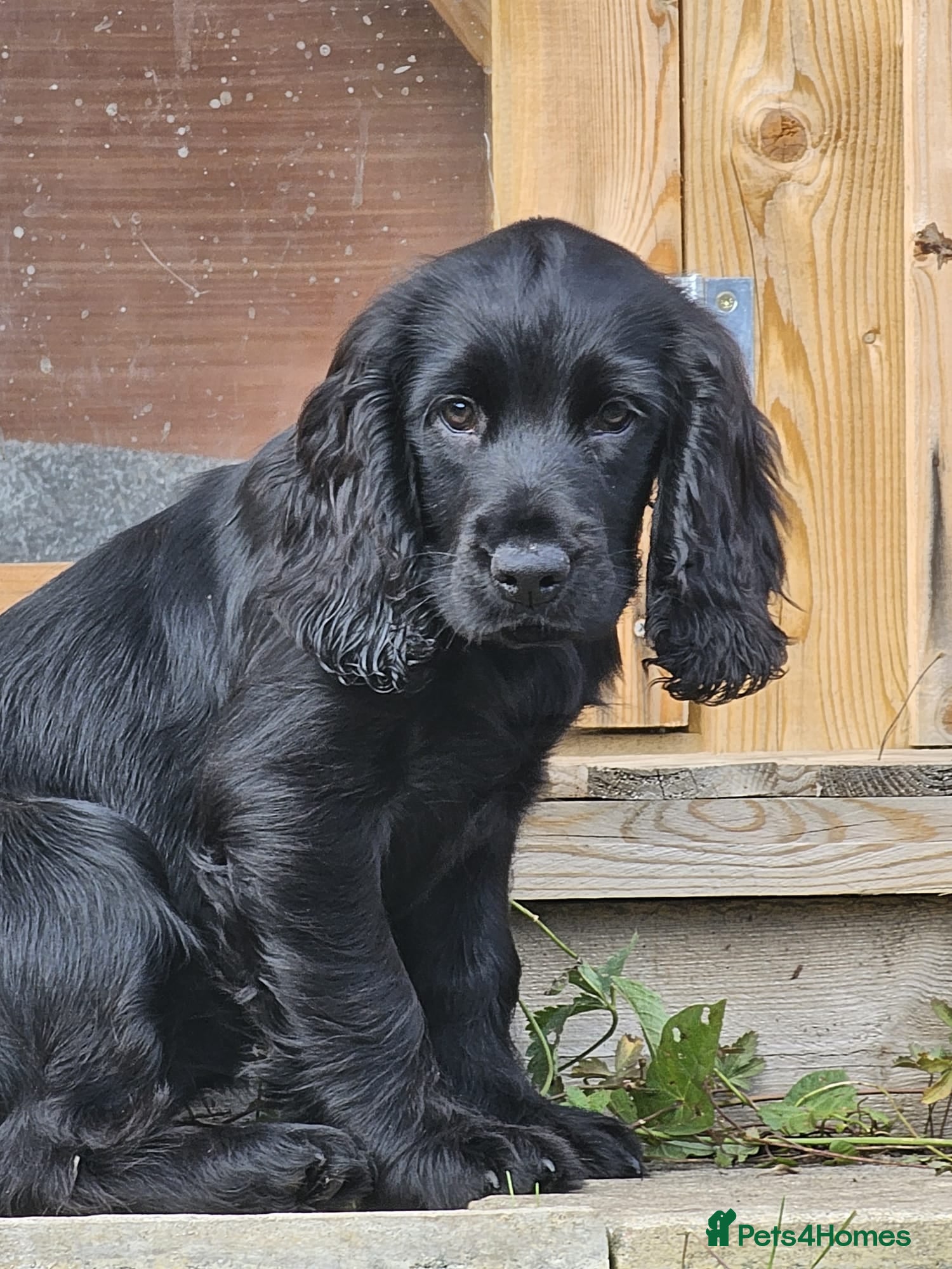 Cocker Spaniel dogs REHOMING Working Cocker - Advert 2