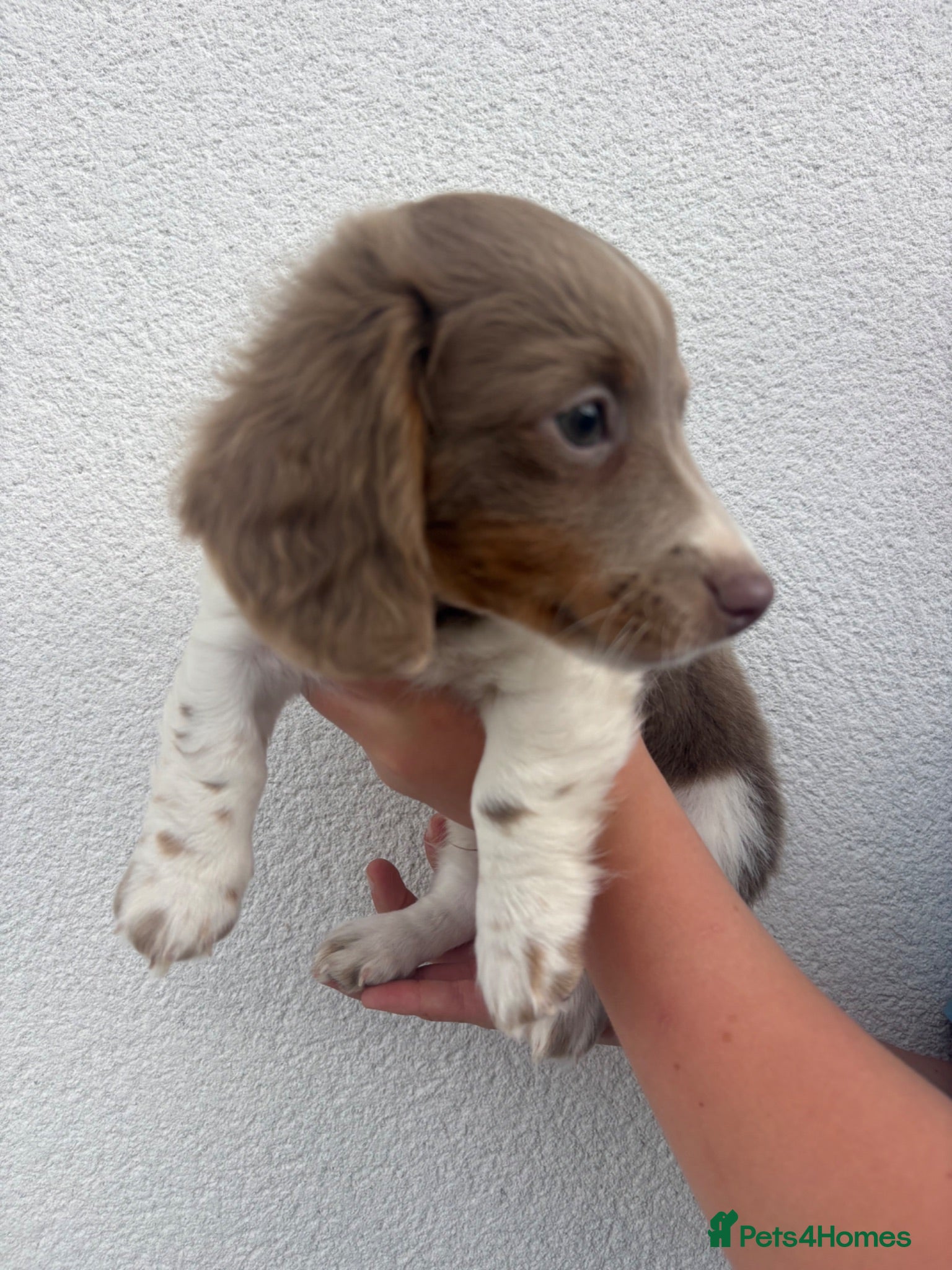 Miniature Dachshund dogs ♥️READY NOW long-haired Isabella mini dachshunds❤️ - Advert 2