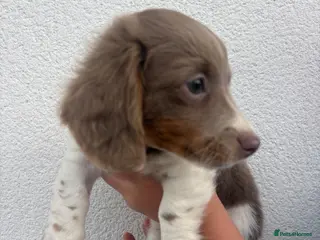 Miniature Dachshund dogs ♥️REDUCED♥️ long-haired Isabella mini dachshunds❤️ - Advert 2