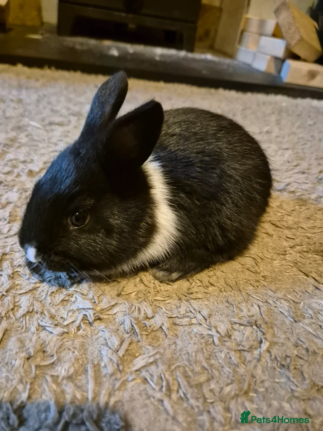 New Zealand rabbits for sale: New Zealand x Dutch Kits - Advert 2