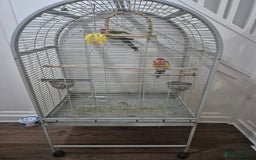 Parrots birds for sale: Rosella Pair for sale - Image 3