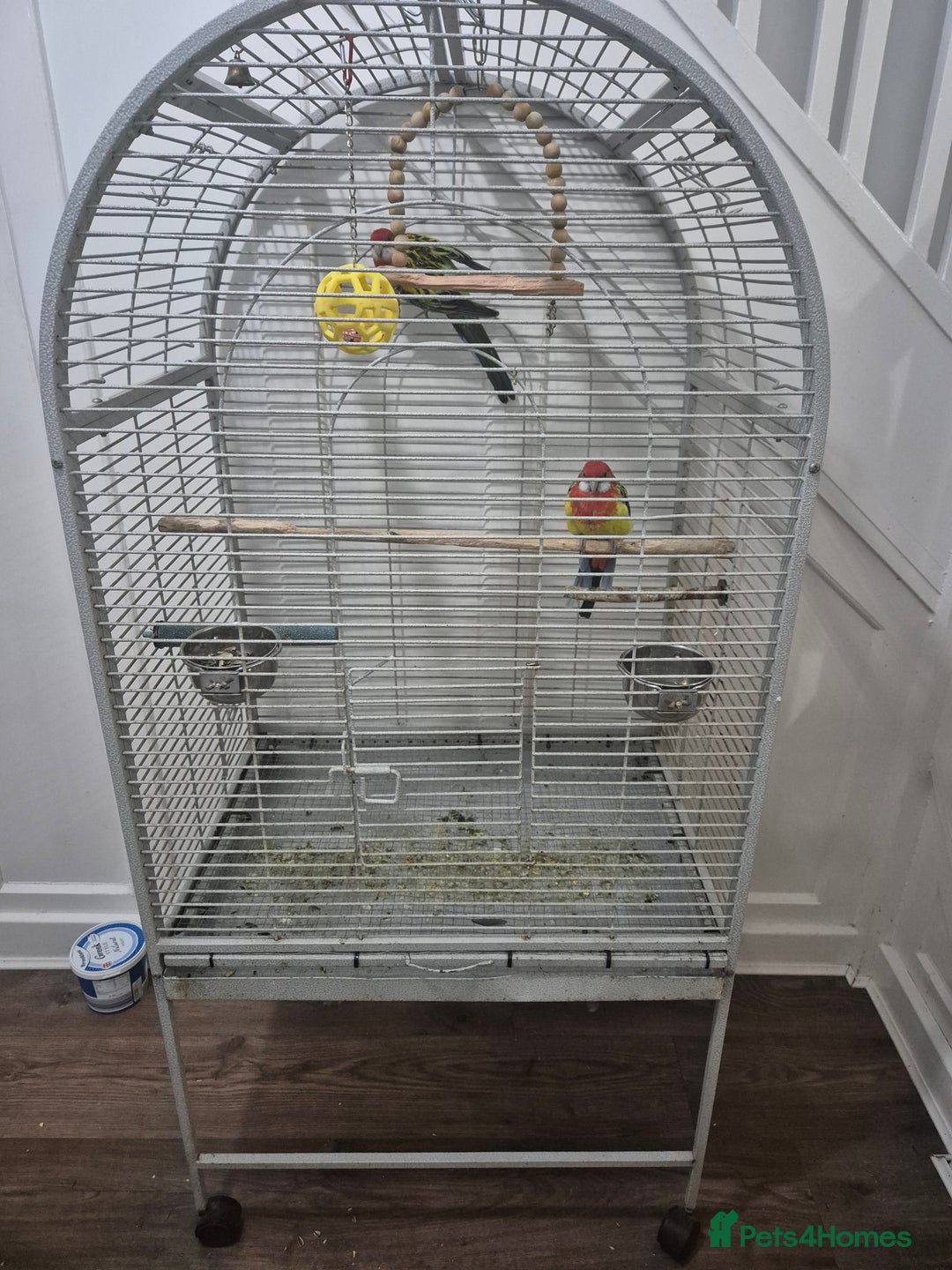 Parrots birds for sale: Rosella Pair for sale - Image 3