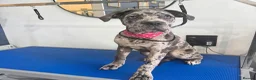 Cane Corso dogs for sale: 6 Month Old Cane Corso Girl - Advert 2