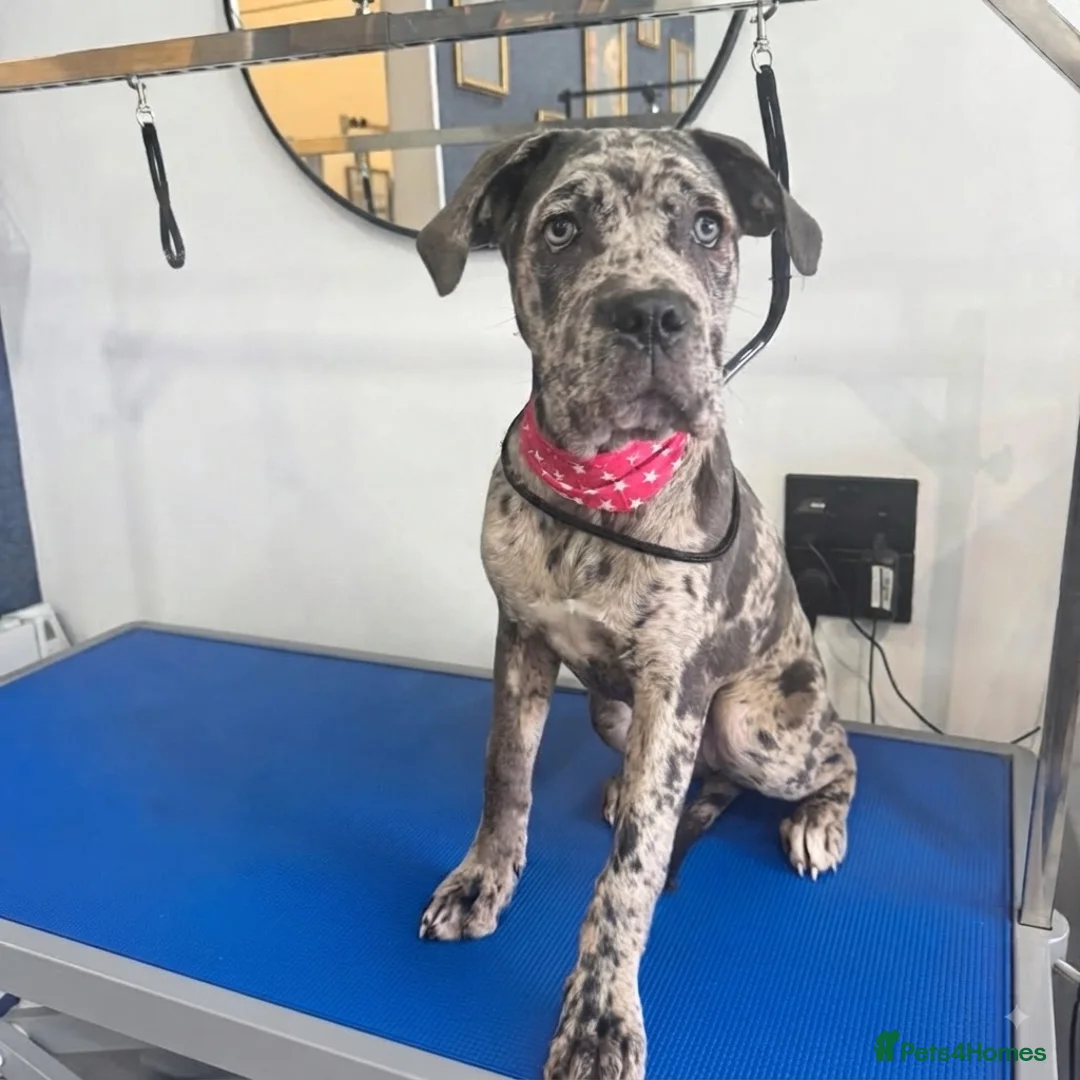 Cane Corso dogs for sale: 6 Month Old Cane Corso Girl - Advert 2