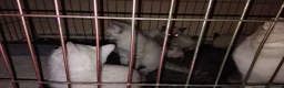 Mixed Breed cats for sale: Kittens for rehoming  in Dunfermline - Advert 5