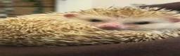 Pygmy Hedgehog rodents for sale: Albino Pygmy Hedgehog in Bury - Advert 2