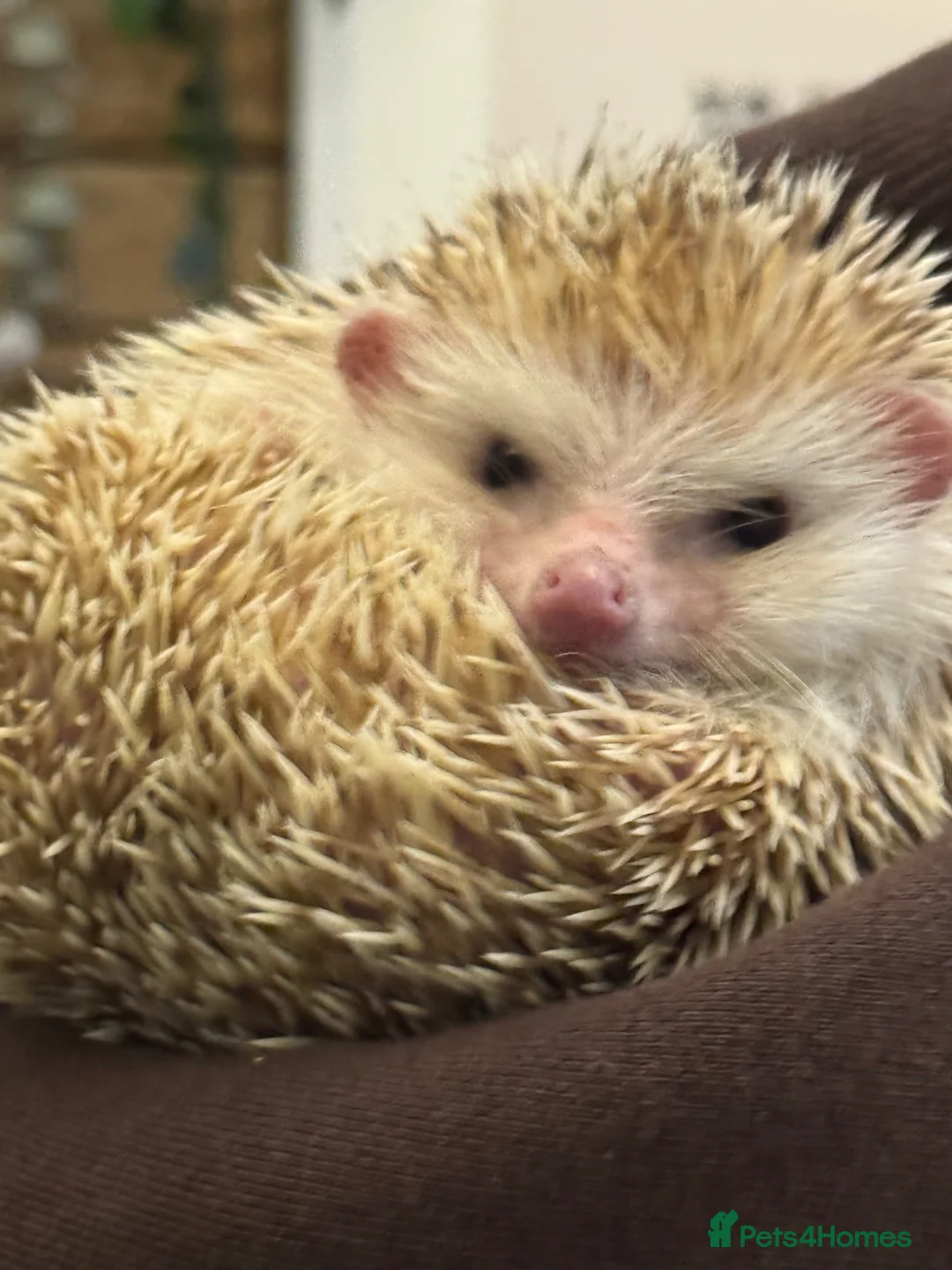 Pygmy Hedgehog rodents for sale: Albino Pygmy Hedgehog in Bury - Advert 2