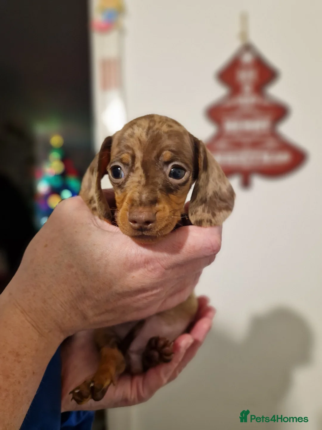 Miniature Dachshund dogs for sale: Beautiful Miniature Smooth Haired Dachshund  - Advert 9