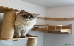 Ragdoll cats for sale: OUTSTANDING Lynx Male Ragdoll GCCF Registered - Image 2