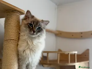 Ragdoll cats OUTSTANDING Lynx Male Ragdoll GCCF Registered - Advert 10