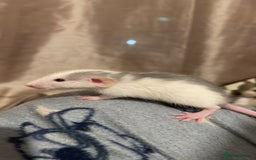 Rat rodents for sale: Rats looking for 5* homes only  - Image 5