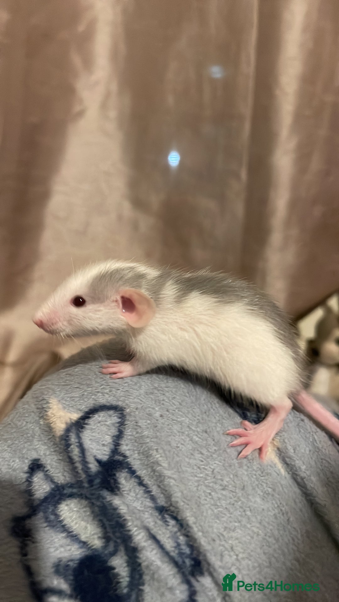 Rat rodents for sale: Rats looking for 5* homes only  - Image 5