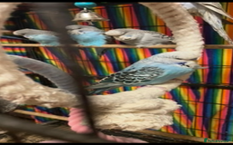 Budgerigars birds for sale: Baby Budgies’s males and females  - Image 1