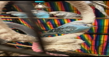 Budgerigars birds - Advert 7