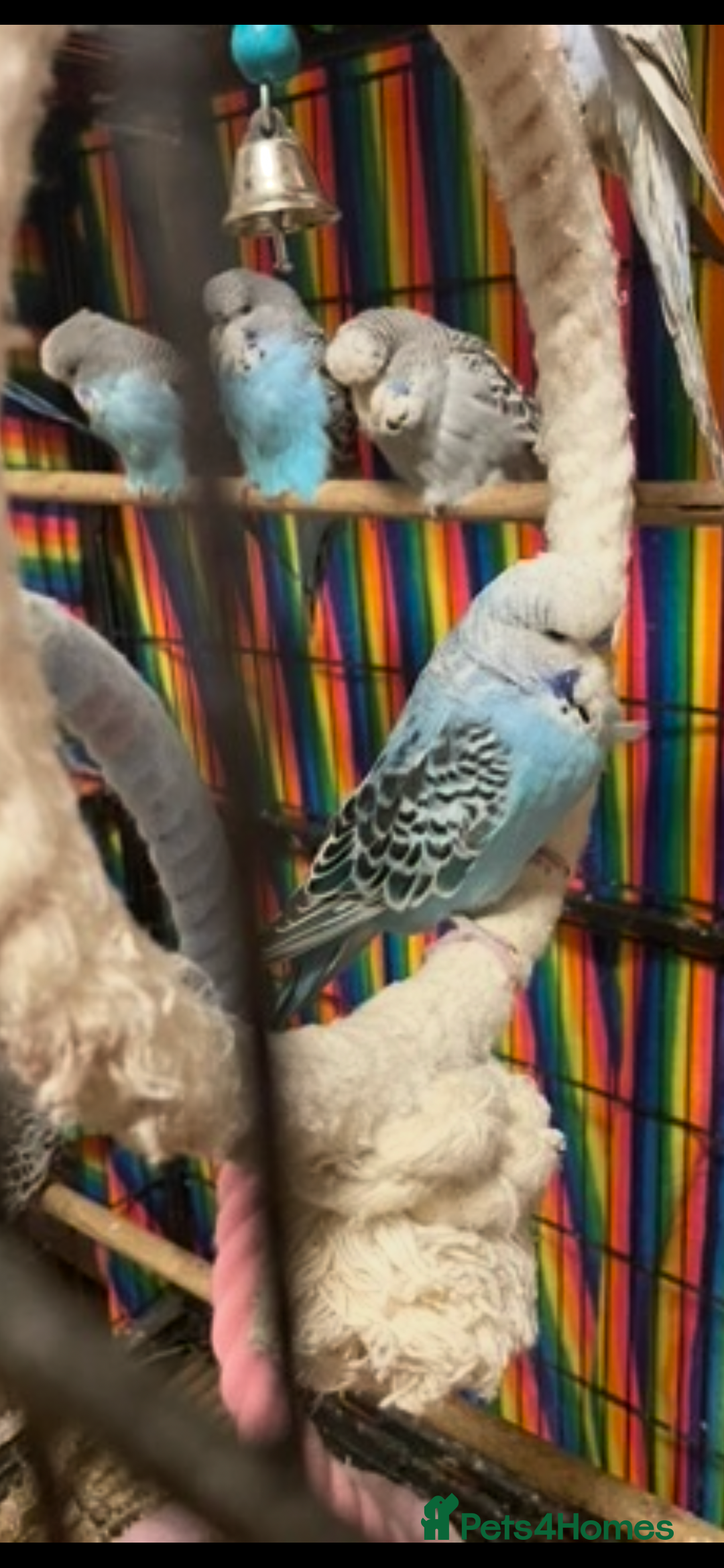 Budgerigars birds for sale: Baby Budgies’s males and females  - Image 1