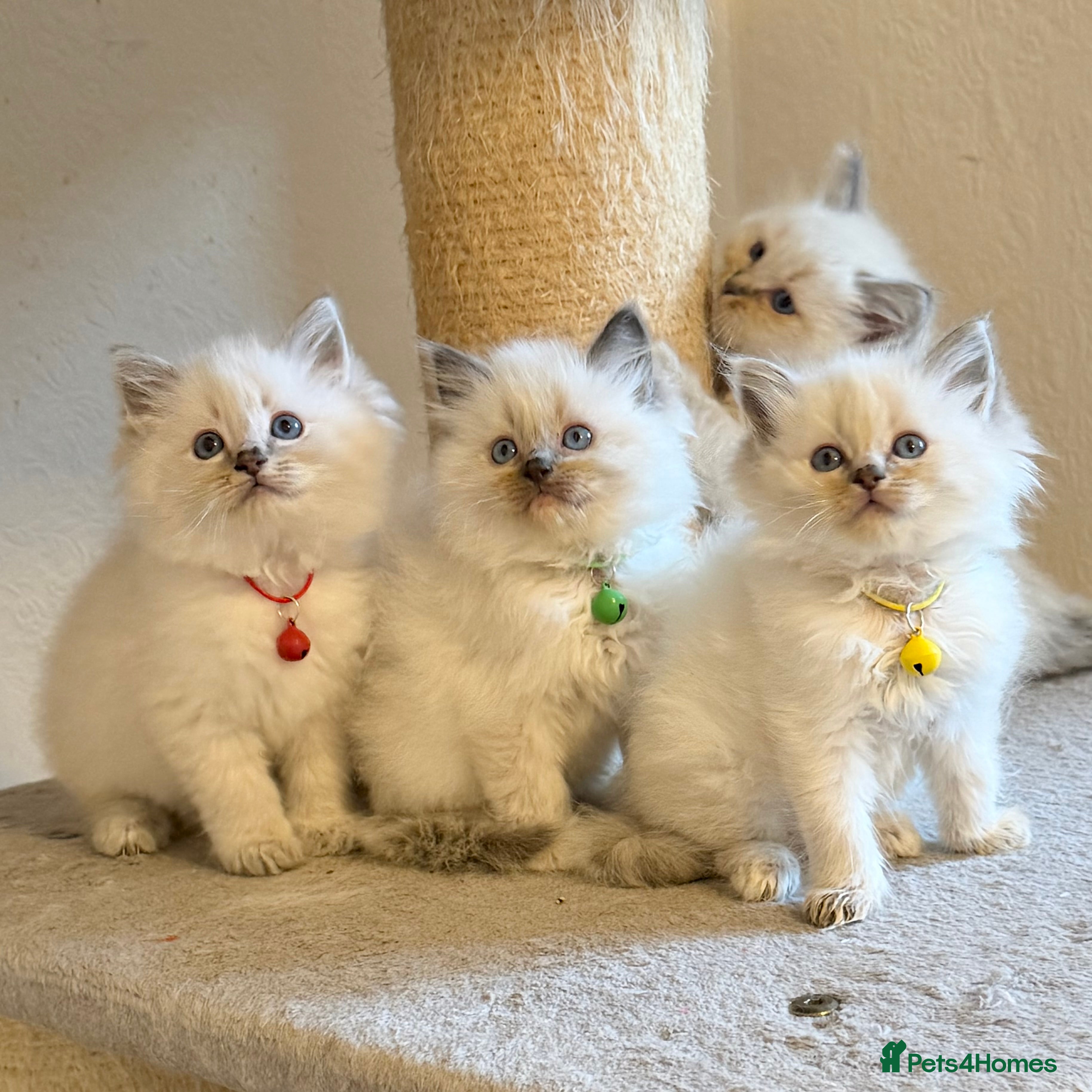 Ragdoll cats Fluffy, Cuddly, Playful, Affectionate Kittens - Advert 14