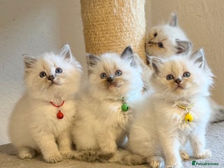 Ragdoll cats Fluffy, Cuddly, Playful, Affectionate Kittens - Advert 14