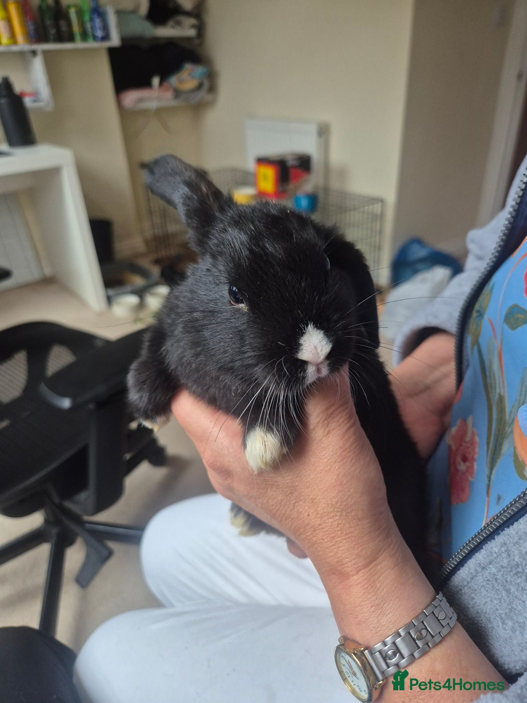 Mini Lop rabbits for sale: 5 Black and White Dutch x Mini Lop Babies - Advert 8