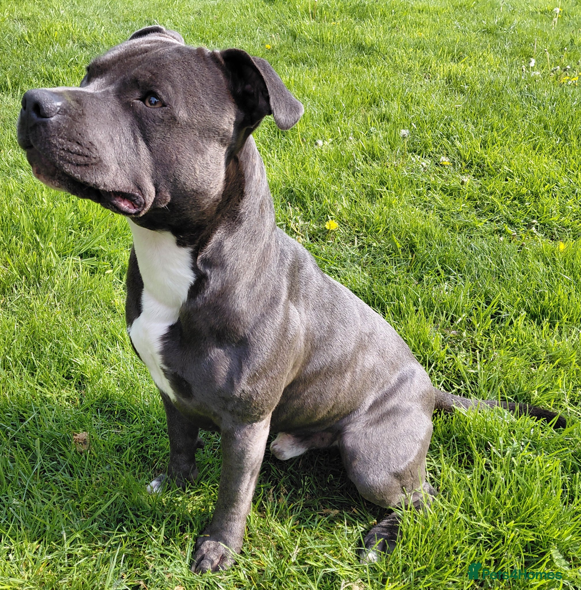 Staffordshire Bull Terrier dogs Blue staffordshire bull terrier for stud - Advert 10