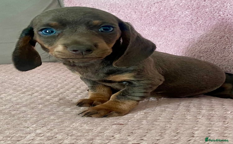 Dachshund dogs - Advert 11