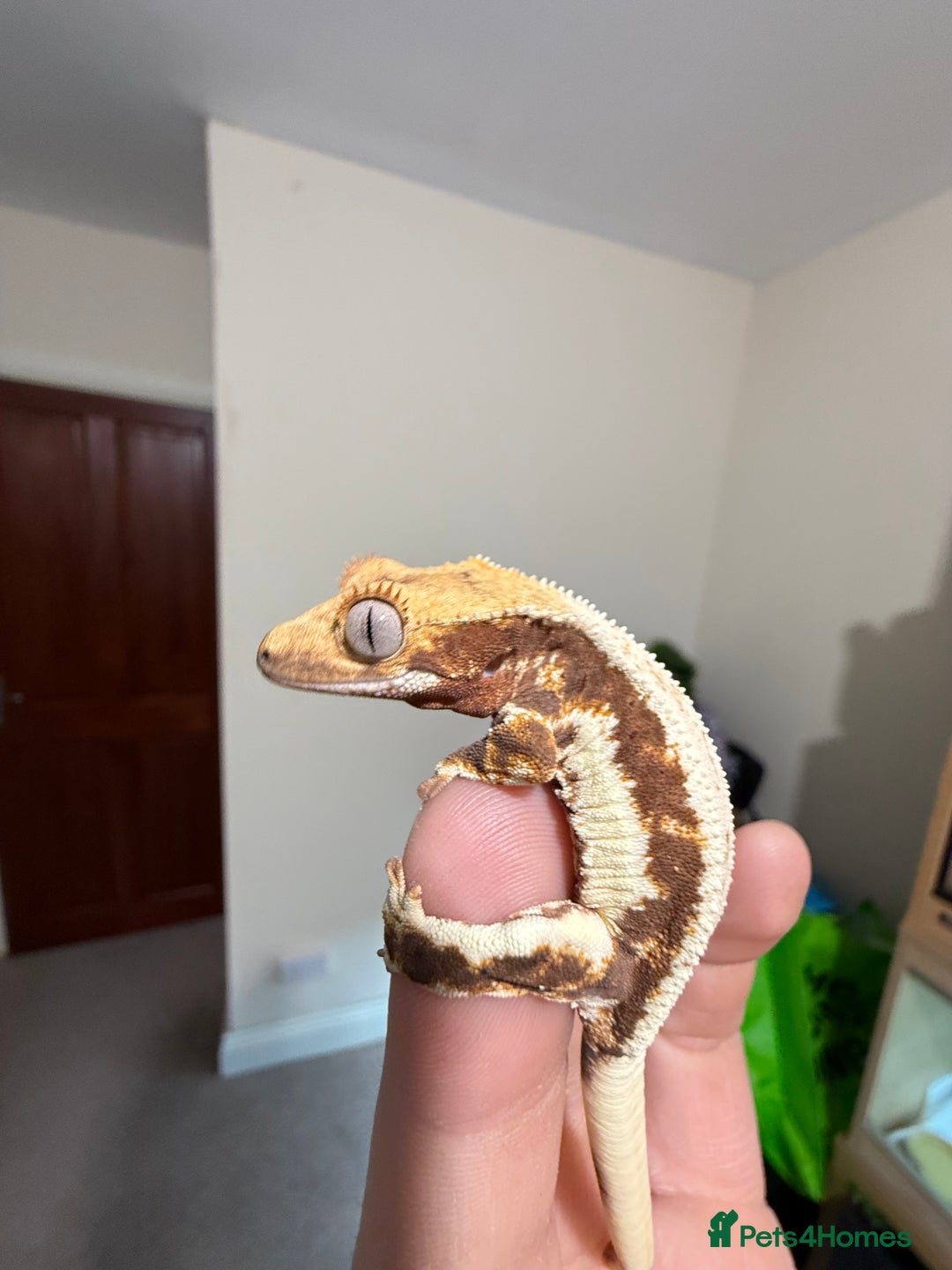 Gecko reptiles for sale: 🔥🔥🔥 Baby crested Geckos 🔥🔥🔥 - Advert 12
