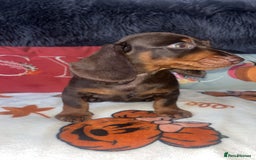 Doxiepoo dogs for sale: House trained READY NOW FOR THERE FOREVER HOMES ❤️ - Image 33