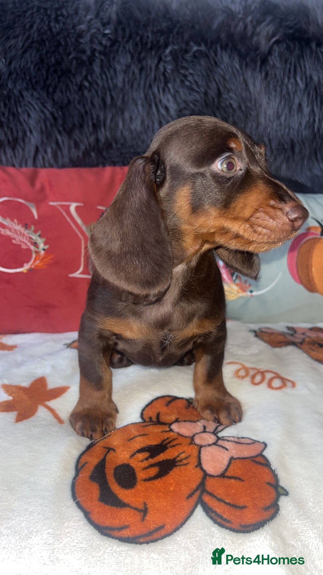 Doxiepoo dogs for sale: House trained READY NOW FOR THERE FOREVER HOMES ❤️ - Image 33