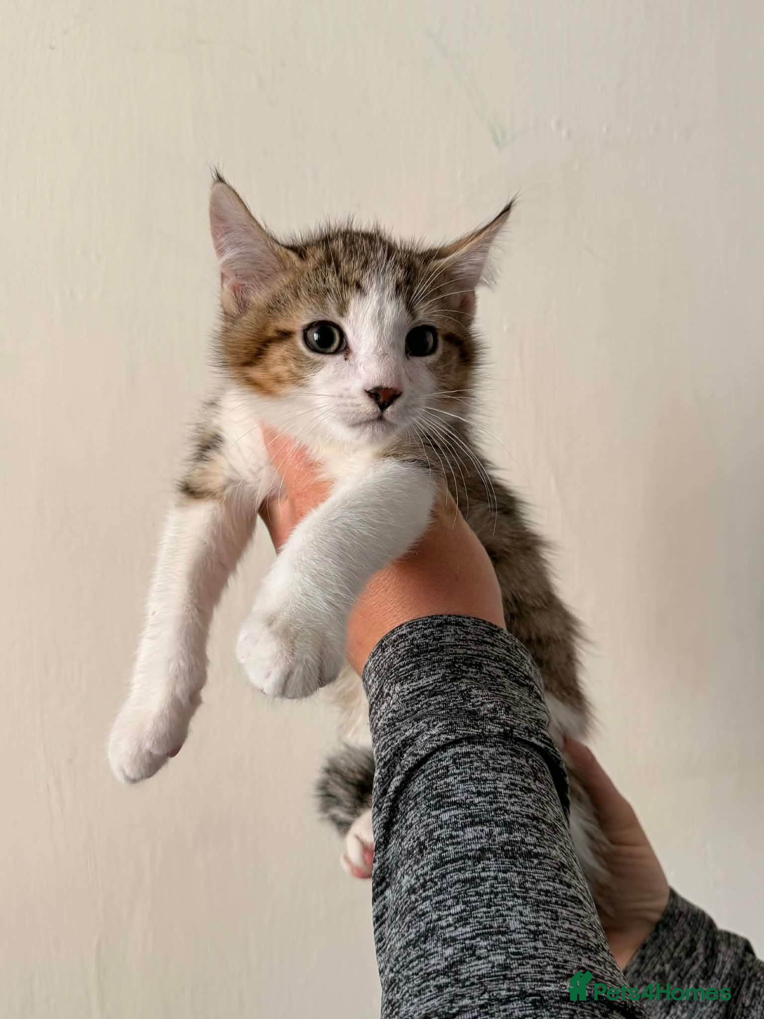 Mixed Breed cats Maine Coon Kittens  - Advert 1