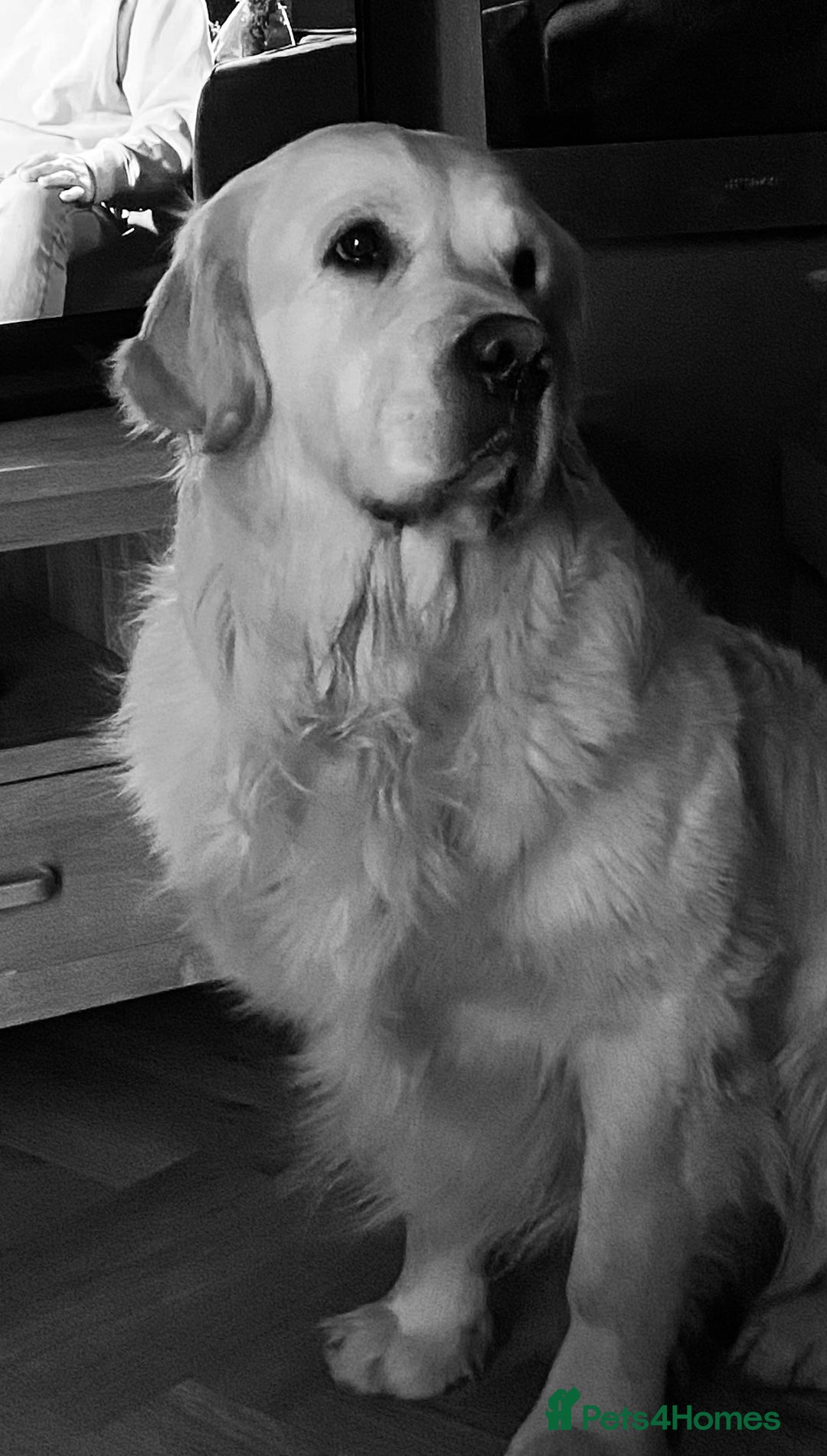 Golden Retriever dogs for stud: ORLAGOLD LUCK OF THE IRISH 🍀 (Duke) in Cheadle - Advert 8