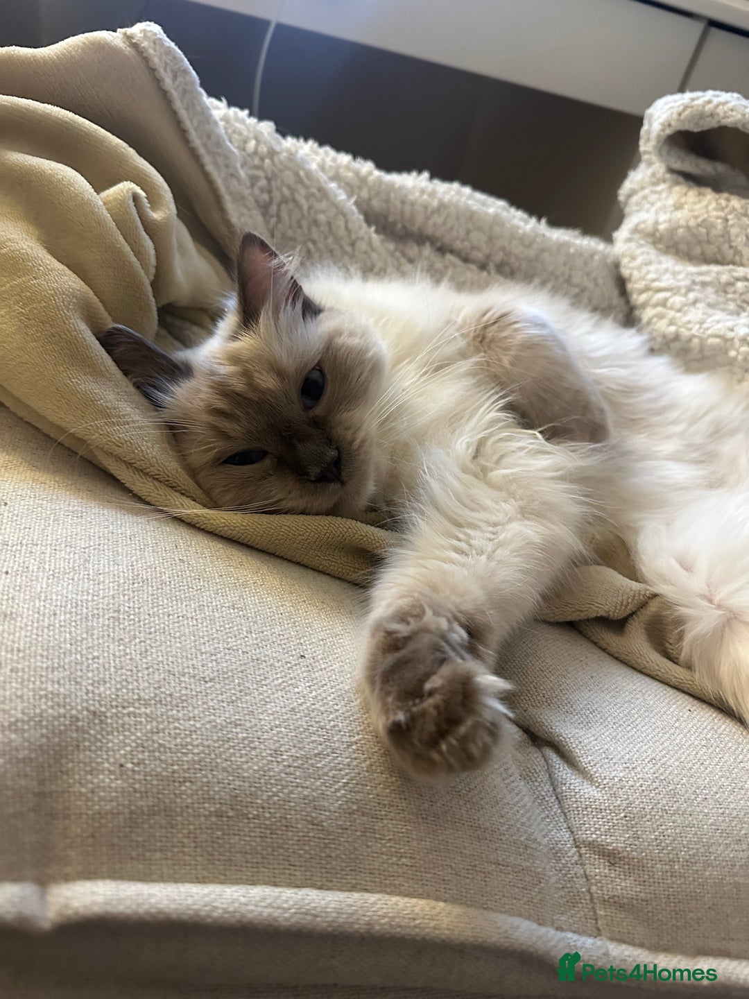 Ragdoll cats for sale: Affectionate Ragdoll Boy needing forever home - Advert 4