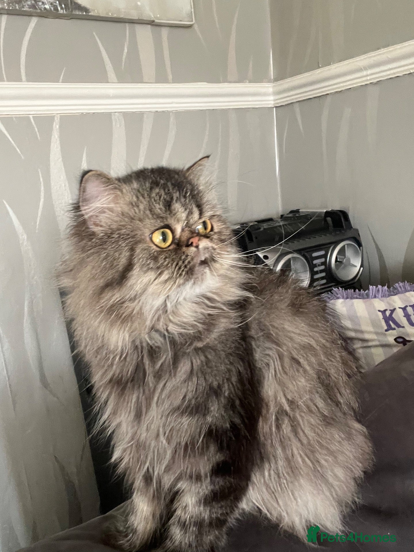 Persian cats Persian exotic 2 years mele shorthair - Advert 11
