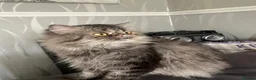 Persian cats for sale: Persian exotic 2 years mele shorthair - Advert 1