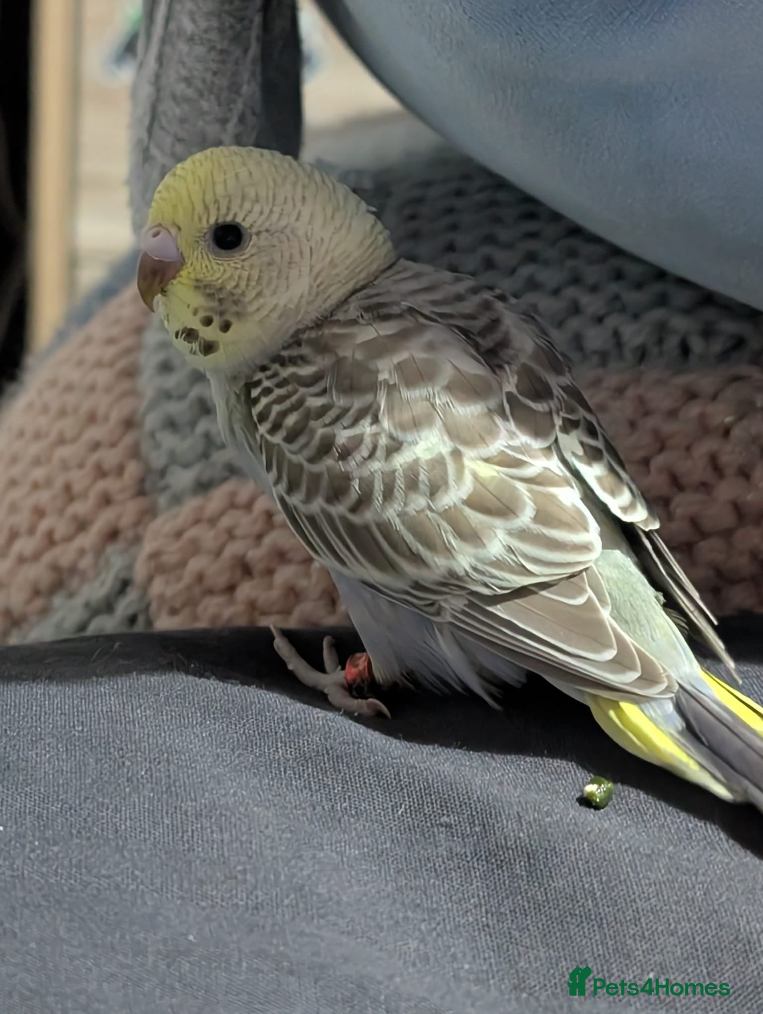 Budgerigars birds Baby budgies  - Advert 13