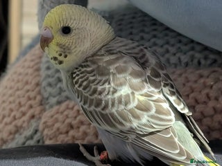 Budgerigars birds Baby budgies - Advert 17