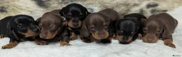 Miniature Dachshund dogs for sale: Quality KC/ PRA clear Miniature Dachshund puppies  - Advert 1