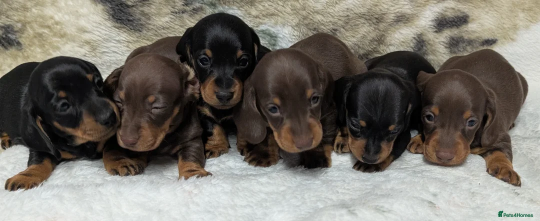 Miniature Dachshund dogs for sale: Quality KC/ PRA clear Miniature Dachshund puppies  - Advert 1