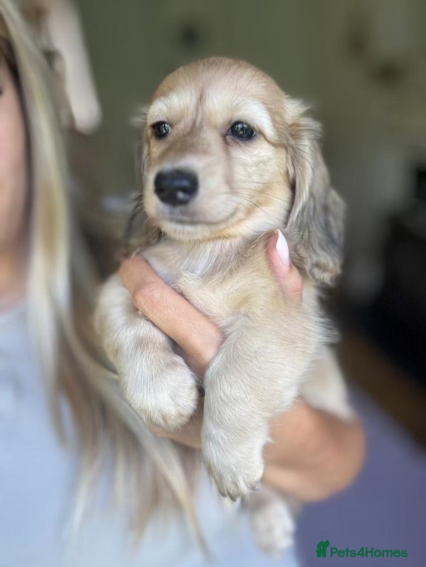 Miniature Dachshund dogs Kc registered mini long haired dachshunds - Advert 8