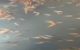 Koi Carp fish for sale: Koi Fry 8-10 weeks old new batch high quality - Image 4