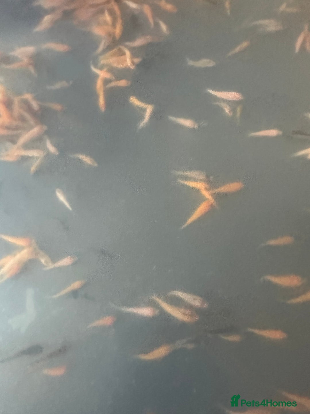 Koi Carp fish for sale: Koi Fry 8-10 weeks old new batch high quality - Image 4