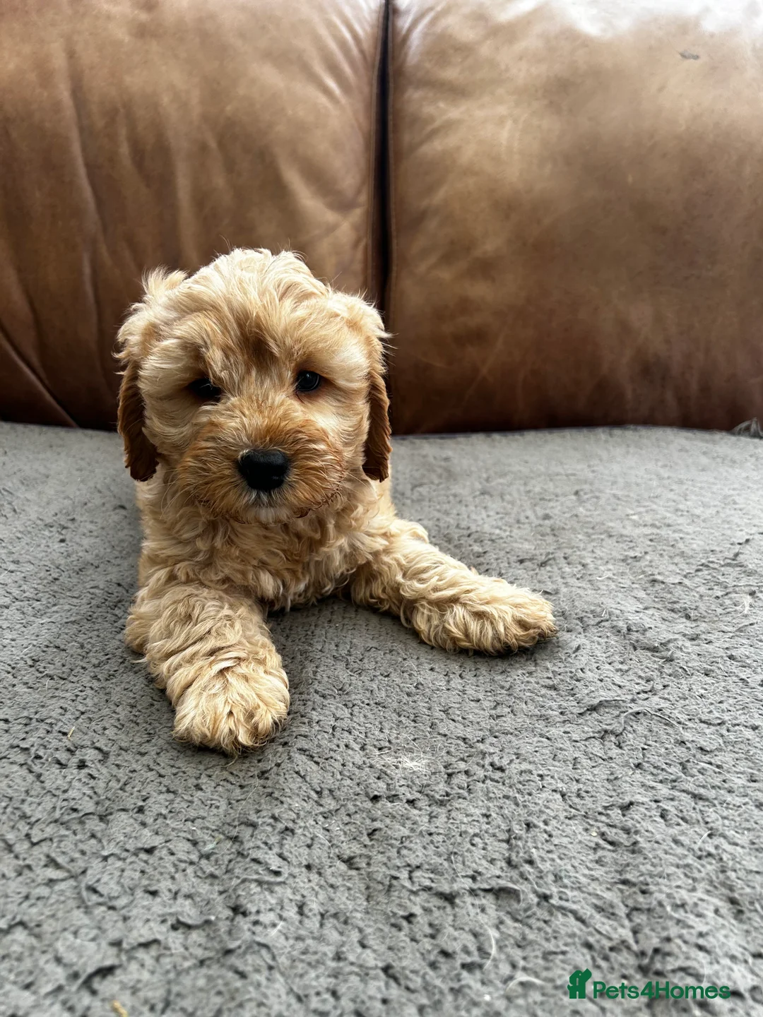 Cockapoo dogs for sale: READY TO GO 3 Golden Cockapoos  - Advert 14